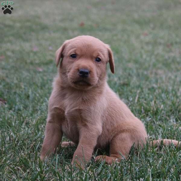 Cash, Fox Red Labrador Retriever Puppy